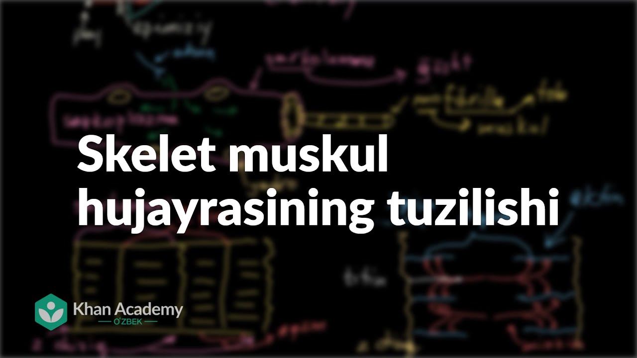 Skelet muskul hujayrasining tuzilishi | Odam tanasidagi tizimlar | Yuqori sinf biologiyasi