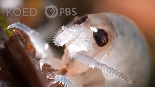 These Acrobatic Beach Hoppers Shred All Night Long | Deep Look