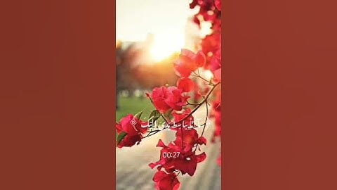 #قران_كريم #قرآن #تلاوة_خاشعة #الله #اللهم_صل_وسلم_على_نبينا_محمد