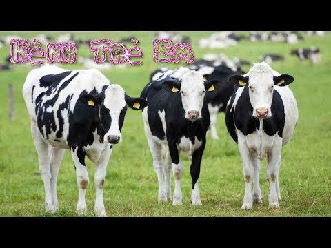 Video Con bò nhảy múa, đàn bò nhảy múa | Con Bò, Đàn Bò -... - youtube