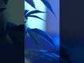 Starting a cannabis farm in South Africa. Part 1