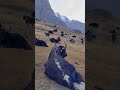 پہاڑپہاڑوں میں رہنے والا جانور یاک Mountains Ytshorts Youtubeshort