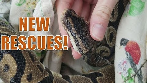 Picking up 2 Rescued Pythons!