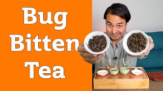 How does Bug Bitten Tea Taste?