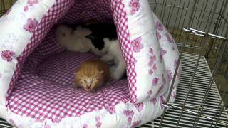 P4150027.MP4