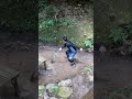 危険生物ハプニング3連発 #shorts