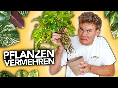 Video: Pothos zum Zweig bringen: Neue Pothos-Triebe züchten