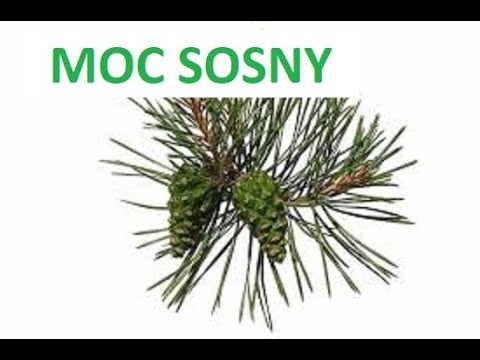 Wideo: Magiczne Moce Sosny