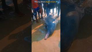 🐬Epic Rescue: World's Largest Dolphin Saved from Shore 🥺