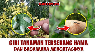 CIRI TANAMAN TERSERANG HAMA DAN BAGAIMANA MENGATASINYA? (Thrips, Kutu Kebul, Penyakit Keriting) QA15