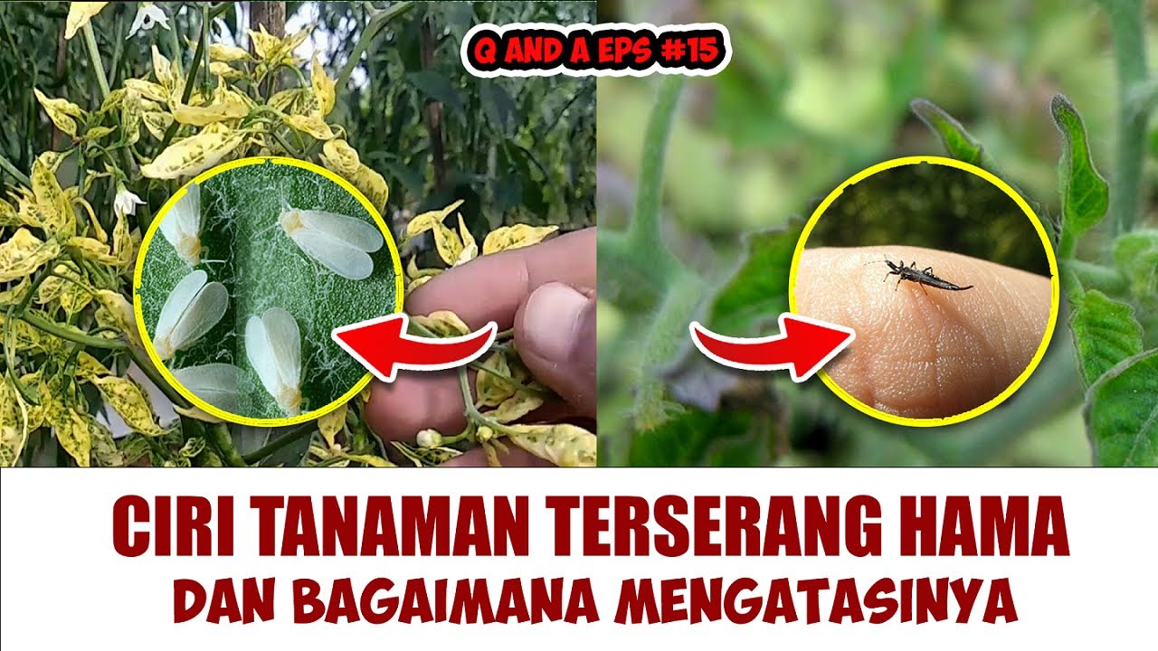 CIRI TANAMAN TERSERANG HAMA DAN BAGAIMANA MENGATASINYA? (Thrips, Kutu Kebul, Penyakit Keriting) QA15