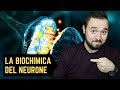Optogenetica e chimica del neurone