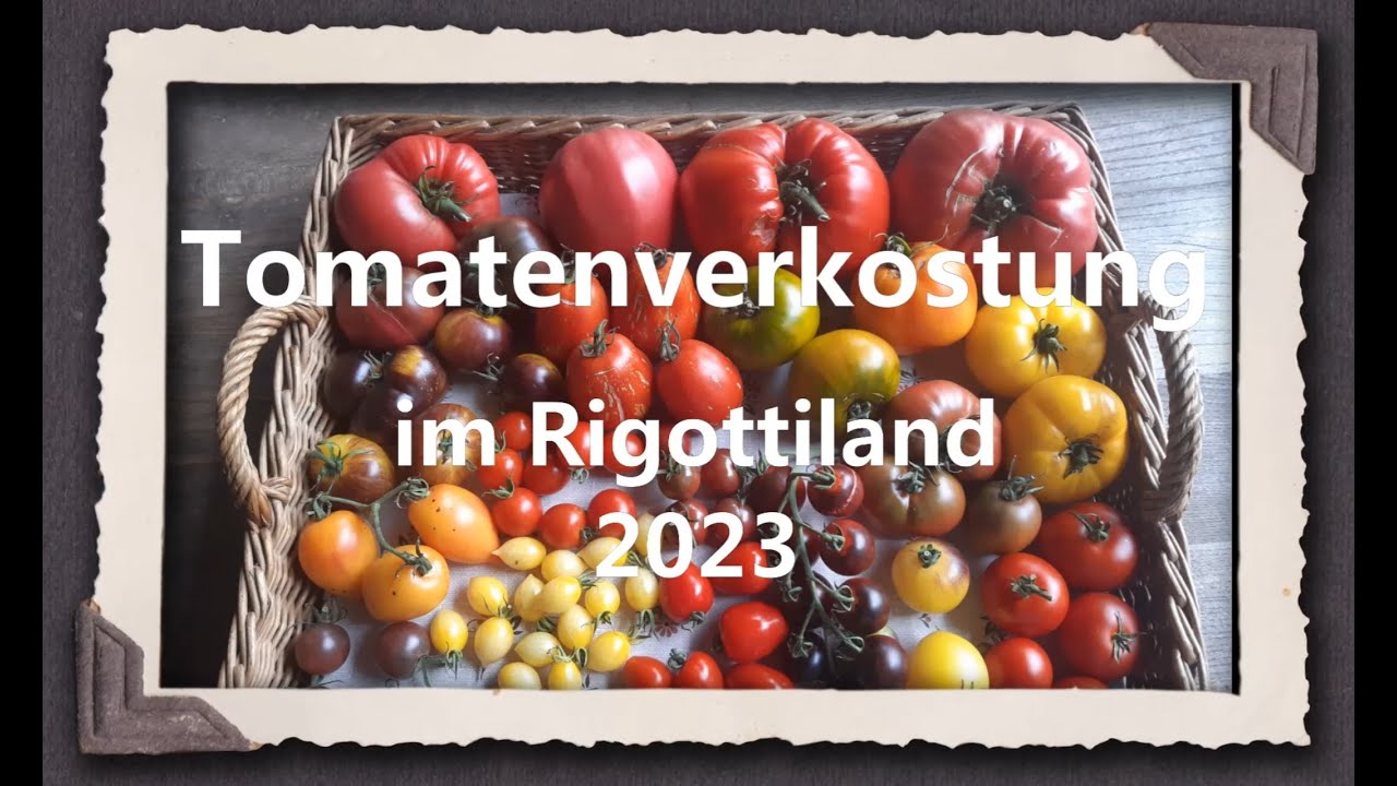 Tomatenverkostung im Rigottiland 2023