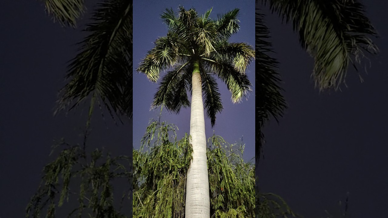 "Stand tall like a tree, no matter how strong the wind blows." 