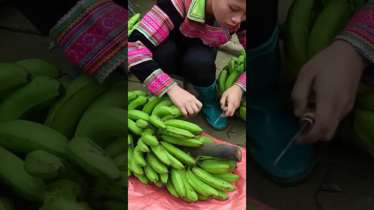 year living in forest. Early morning, harvest bananas , to market sell