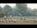 Gruss Gruss  Kraanvogels  Diepenheim