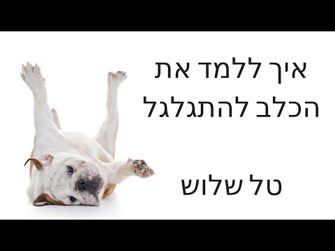 וִידֵאוֹ: איך מלמדים כלב לרקוד