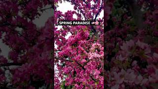 Spring Magic in Michigan USA 🌸✨ | Blooming Flowers Everywhere 🇺🇸 #shorts