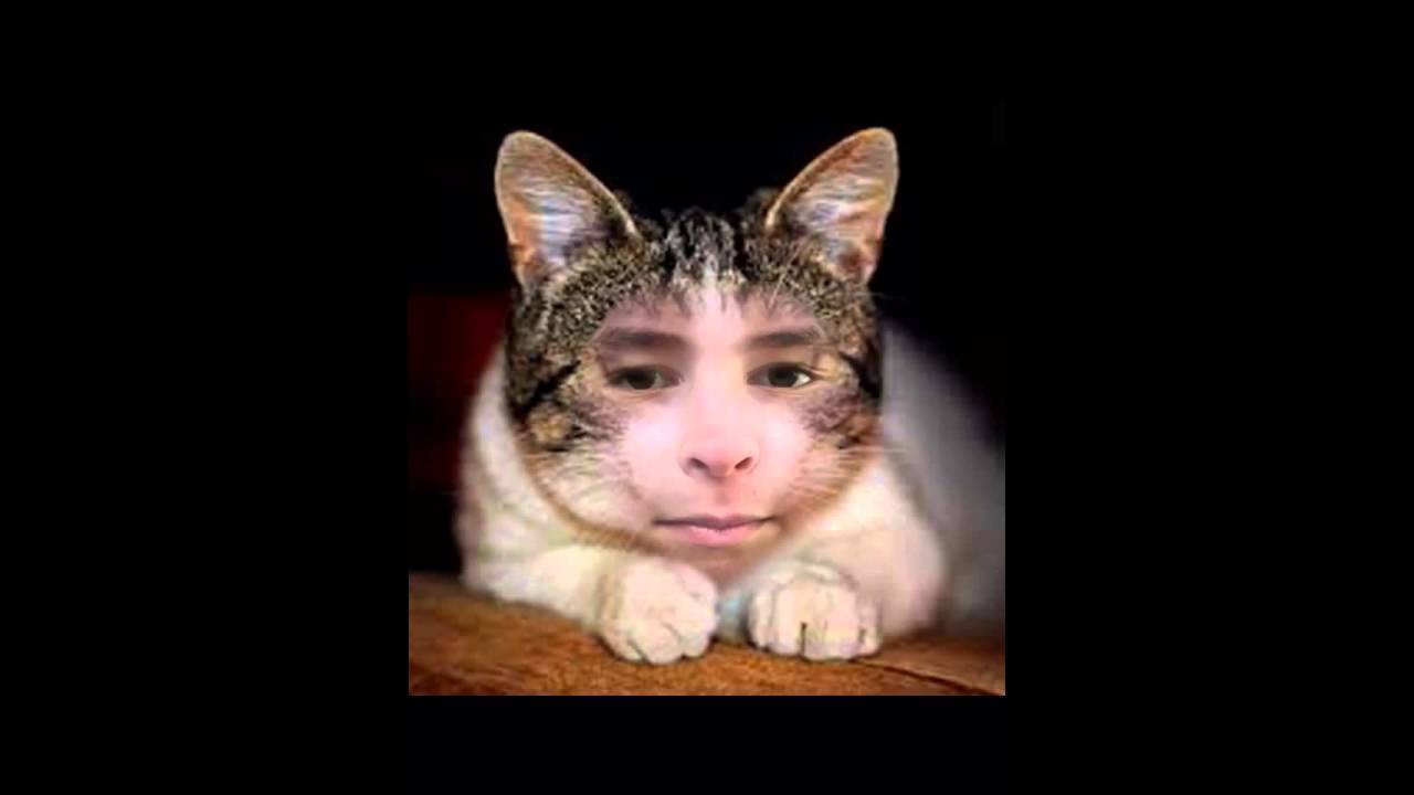 Cat Face Swap - Face Swap Live 