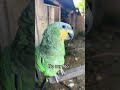No soy feo #parrots