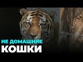 День тигра отмечают в Новосибирском зоопарке