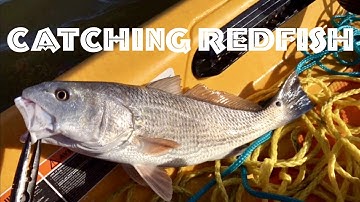 🎣How to Catch Redfish or Red Drum on a Fishing Kayak Using Live Shrimp Fishing Off the Bottom
