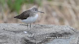 Solitary Sandpiper