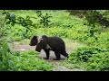 Петрозаводчанин встретил медведя на окраине города
