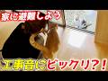 工事の音に驚いた猫が家の中に避難してきました！【三毛母猫と子猫】