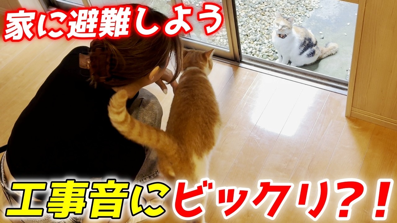 工事の音に驚いた猫が家の中に避難してきました！【三毛母猫と子猫】