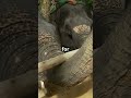 Discover the Elephant’s Powerful Tusks