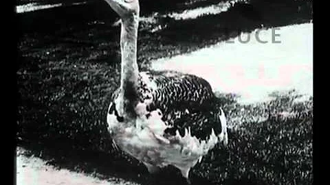 Quali sono gli uccelli trampolieri?