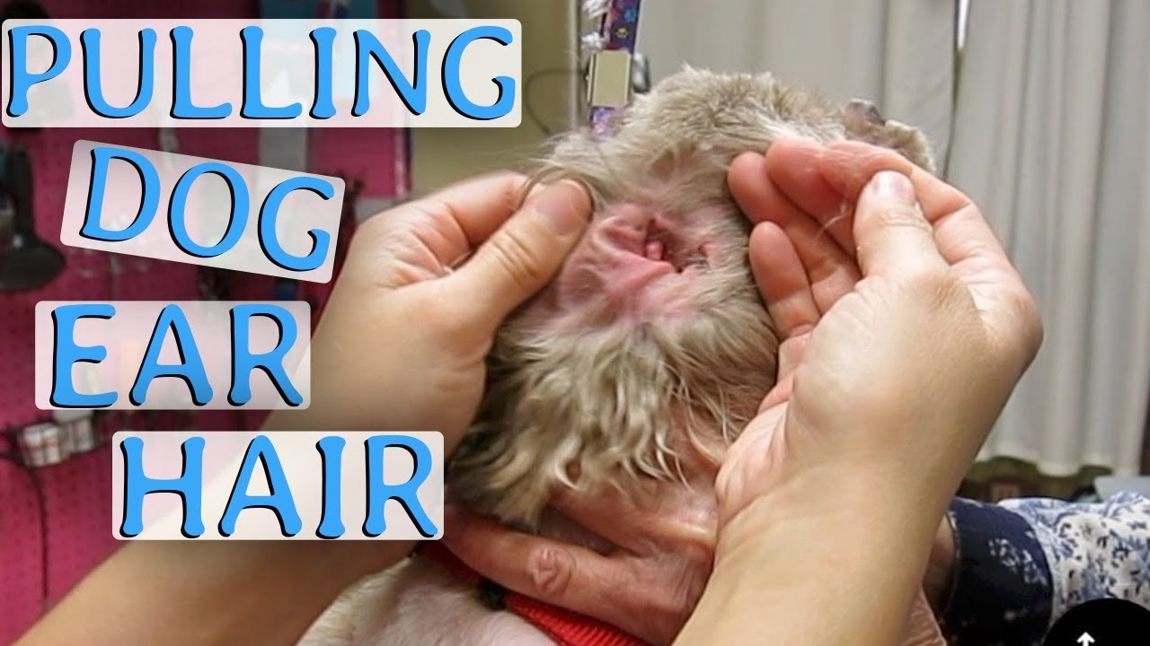 how-to-clean-your-dog-s-ears-youtube