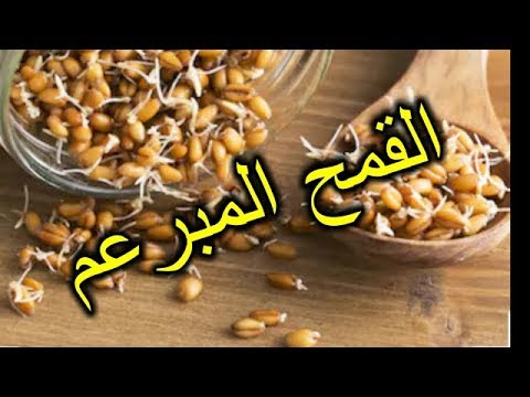 فيديو: موانع لاستخدام القمح المنبت