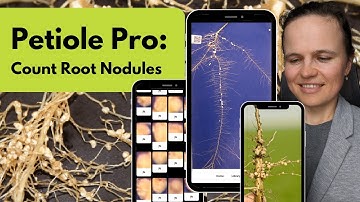 Petiole Pro: Root Nodules Count using Smartphone