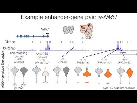 Video: How Psychogenetics Works: Toych's Method