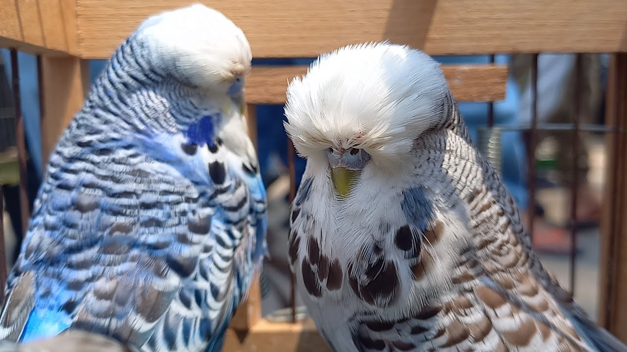 لهواة الانجليزي والانصاص تقرير اسعار العصافير بأرقام اصحابها مباشر من سوق السيدة عائشة الاحد ١٧يوليو