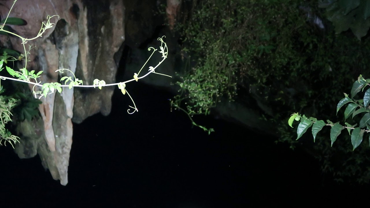 Black Mastiff Bat emergence, Xocen Mexico