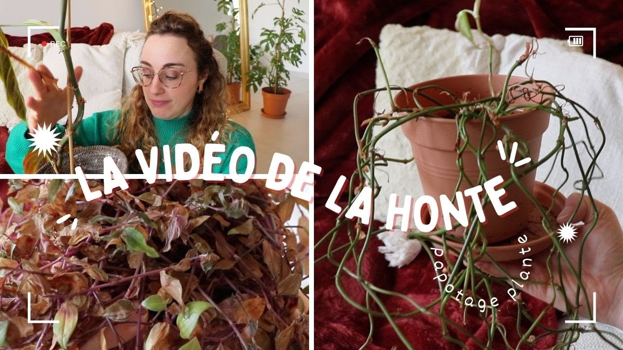 Papotage plante | Top 6 de mes plantes les plus moches