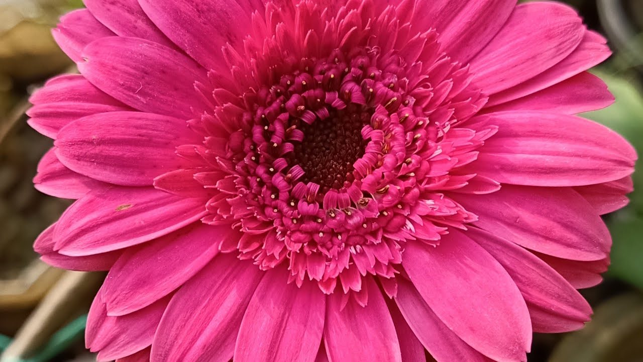 Gerbera...a beautiful 👌 flowering plant..how to grow and care...😊♥️