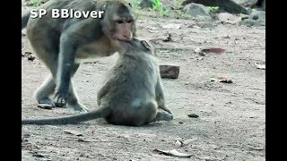 Poor Baby Monkey  Sweetpea Broken One Leg, May Be Fall