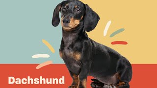 10 Fascinating Facts About the Dachshund  | Dog Trivia | DAILY PAWS