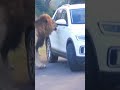 these animals are going wild 🤣