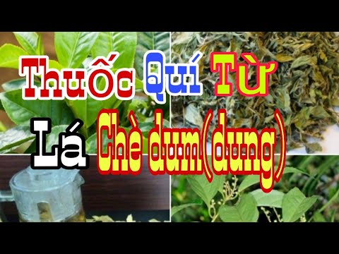 Liều thuốc rẻ tiền xóa sổ bệnh bao tử dạ dày từ lá chè dum(dung)