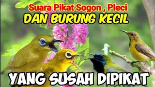 Suara Pikat Sogon,Pleci Dan  Burung Kecil Yang Yang Susah Dipikat