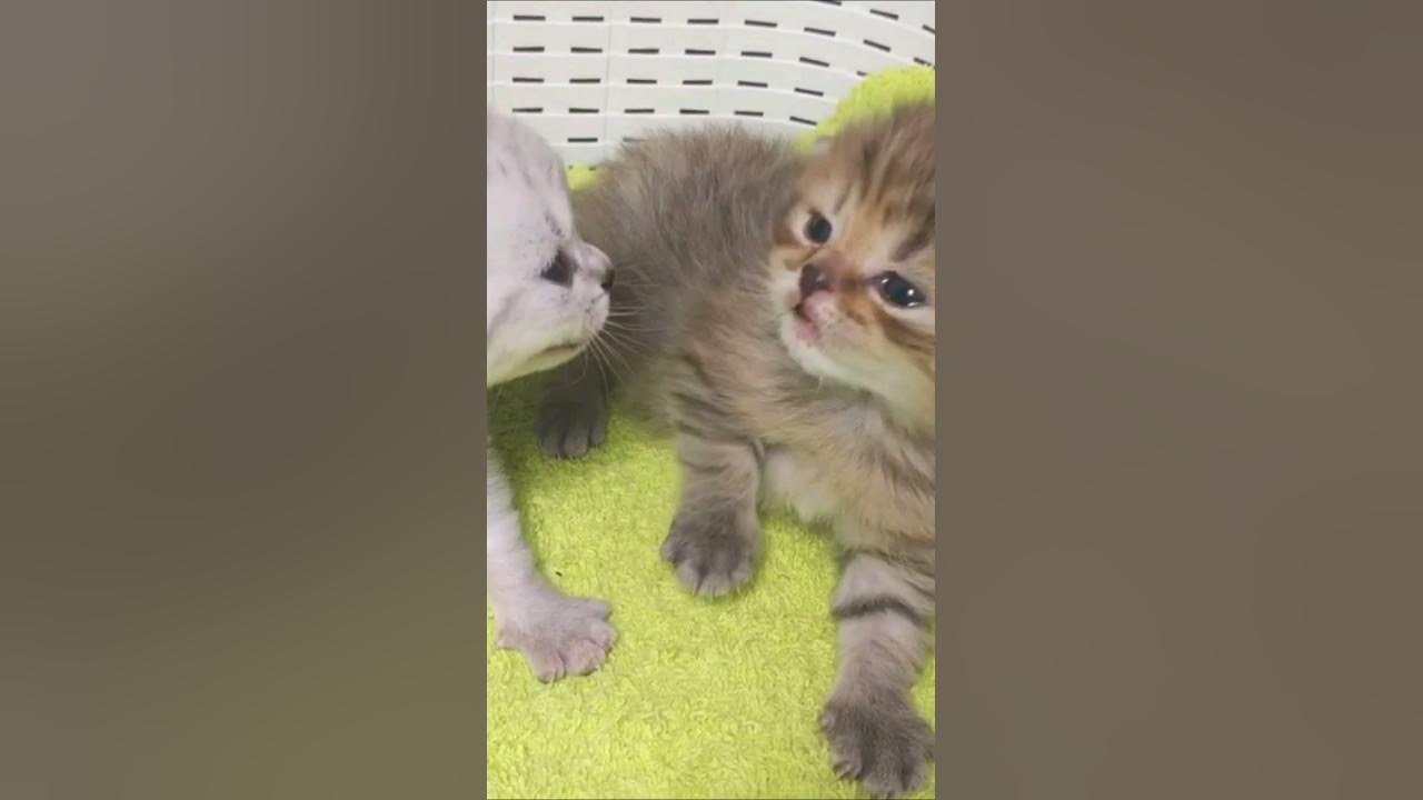 Мяуканье котят kittens meowing kittens meowing звук. Мяуканье котят kittens meowing kittens meowing. мяуканье котят kittens meowing. звук домашней мяукающей кошки kittens meowing где послушать.