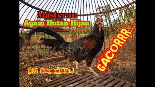 SUARA AYAM HUTAN HIJAU GACOR. SUARA MASTERAN AYAM HUTAN HIJAU JANTAN.