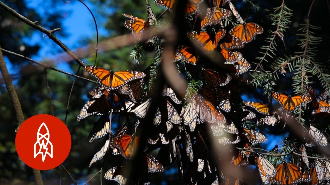 Monarch Butterfly  Rainforest Alliance