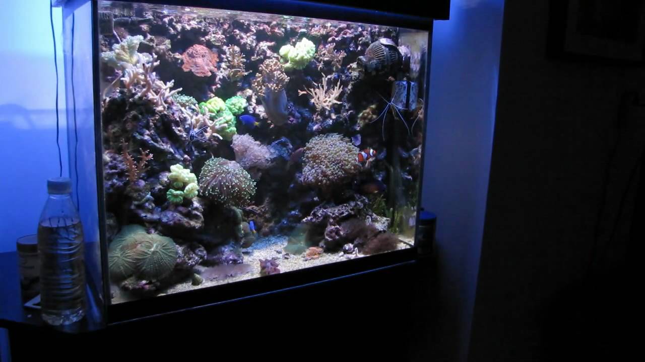 Thyme 102 liter HD (High Definition YouTube