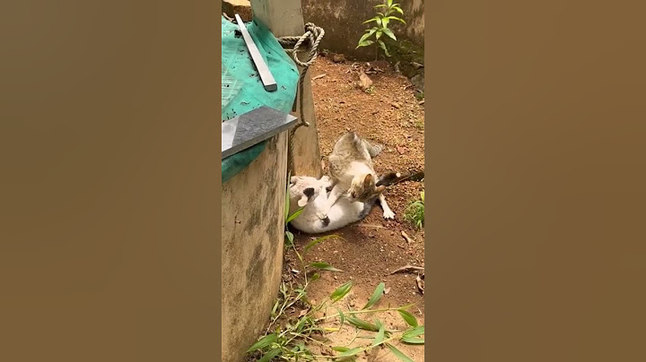 Angry male cats fighting